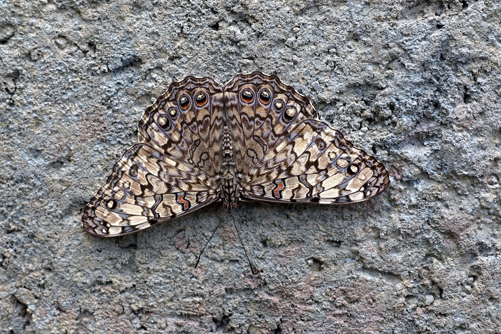 vlinder vlinders hdr insect insecten nederland uitheems Lepidoptera rups rupsen vlindertuin natuur